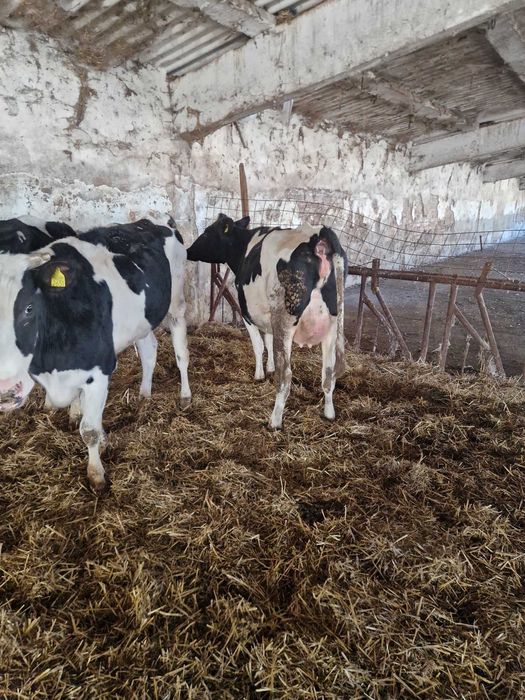 Holstein, cu gestatie avansata- 43cap  si Vaci in lactatie- 9 capete