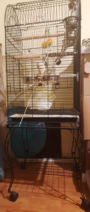 Cusca papagal de dimensiuni mari