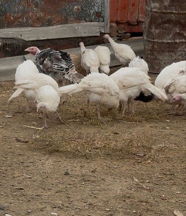 Индюшата 3недельные и 3 месячные