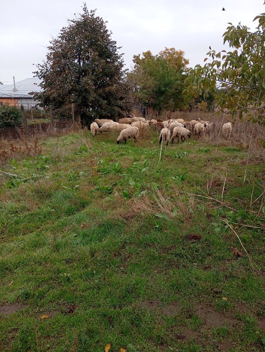 Vând 35 de oi 800 lei