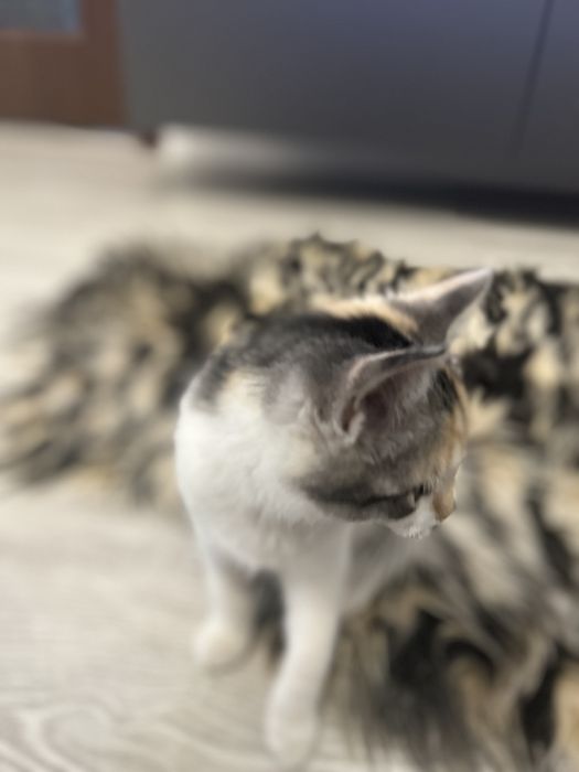 Pisica Femela 6 Luni