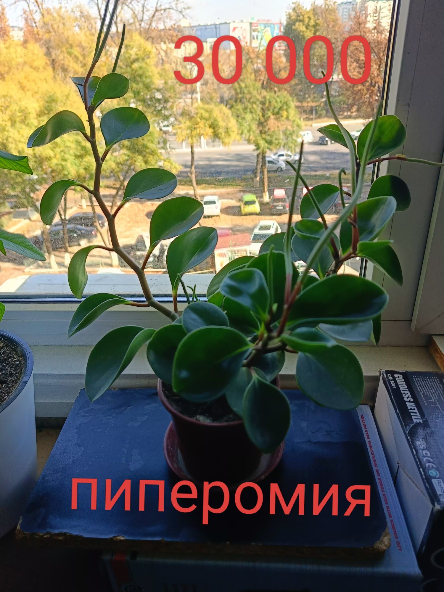 Пиперомия вечнозелёное растение