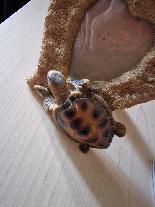 Rama foto cu broscuta