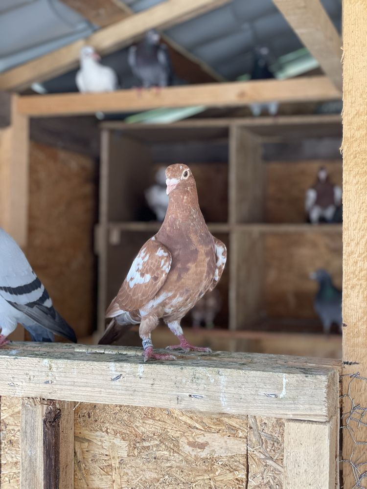Porumbei voiajori meulemans