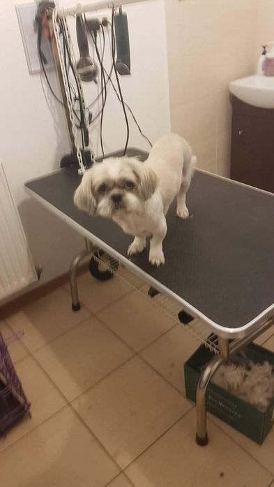 Tuns caini - coafor canin