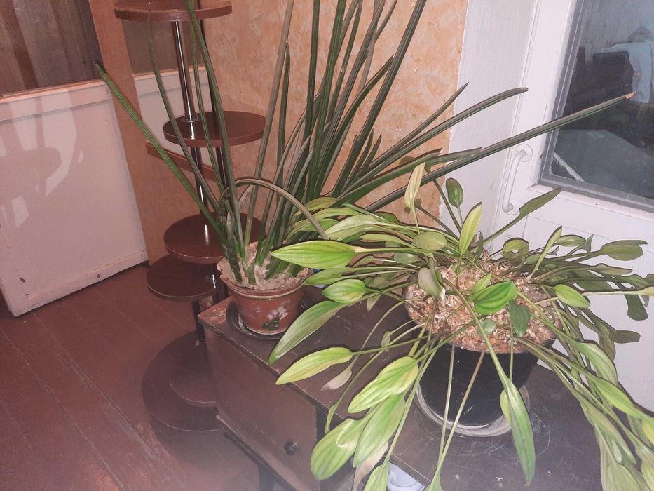 Комнатные цветы. Самовывоз. Отдам даром.