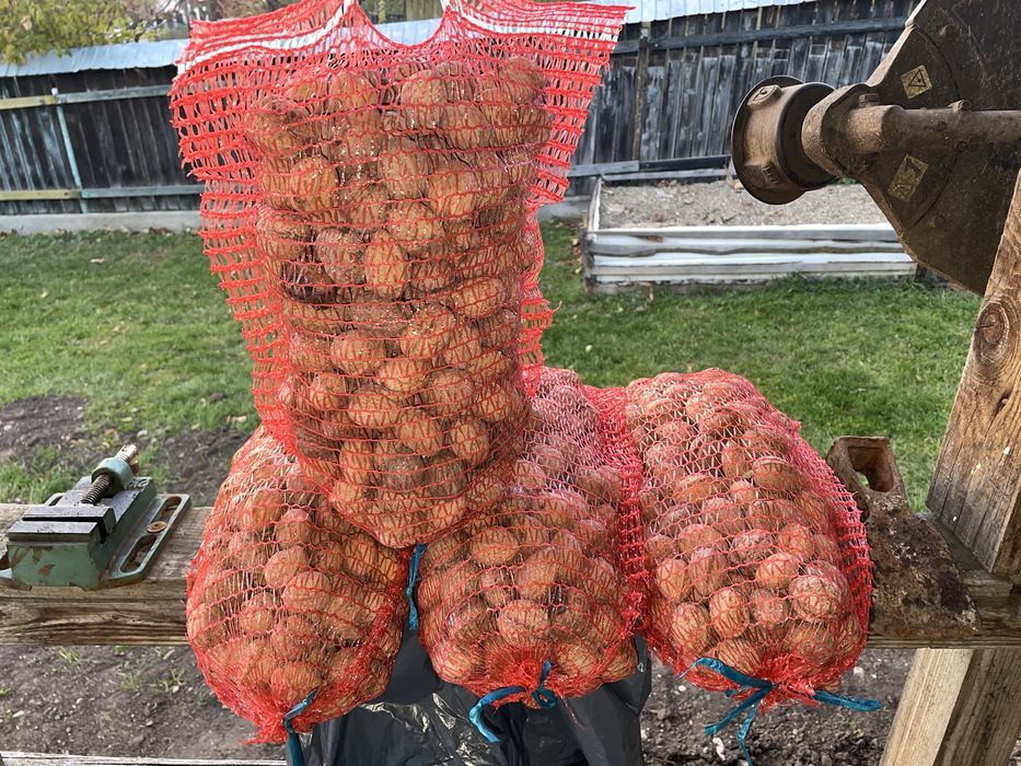 Nuci in coaja productie 2025