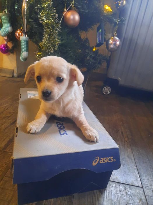 Пинчери по на три месеца