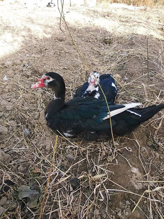 Срочно продаются утки!