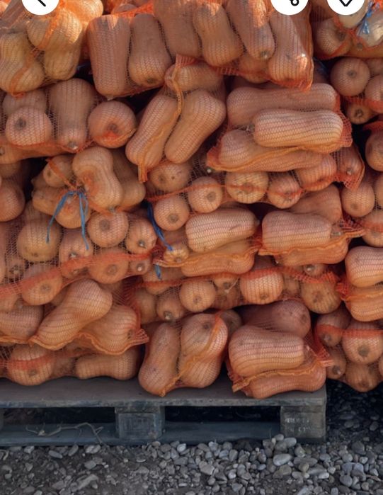 Plăcintari 2 lei kg