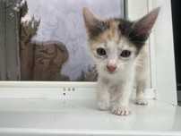 Adoptie pisoi cuminte si jucaus