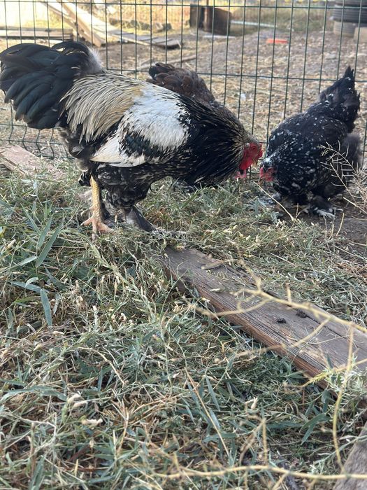 Хуроз товуклар ( Туркия парселан)