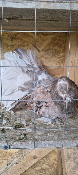 Vând porumbei voltați indieni