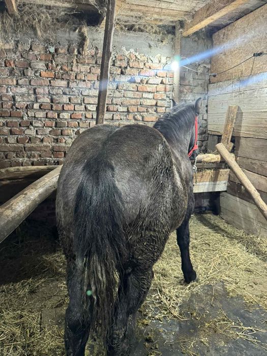 Mânză sură de vanzare