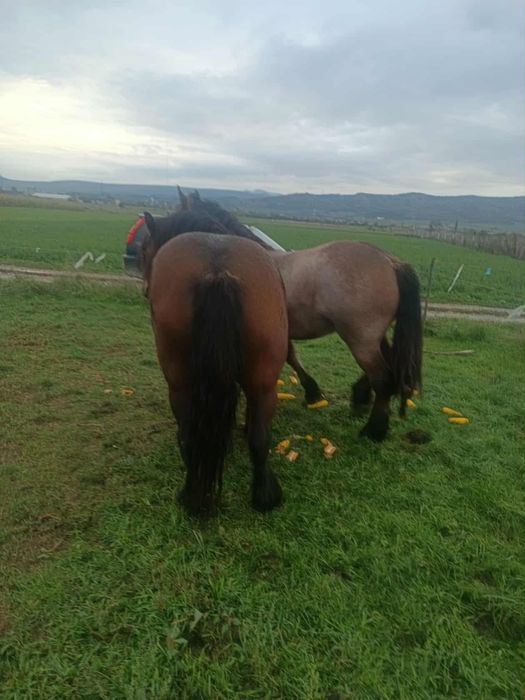 V-am iapa cu manza sau separat