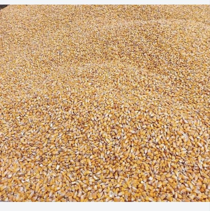 Porumb boabe productie 2025