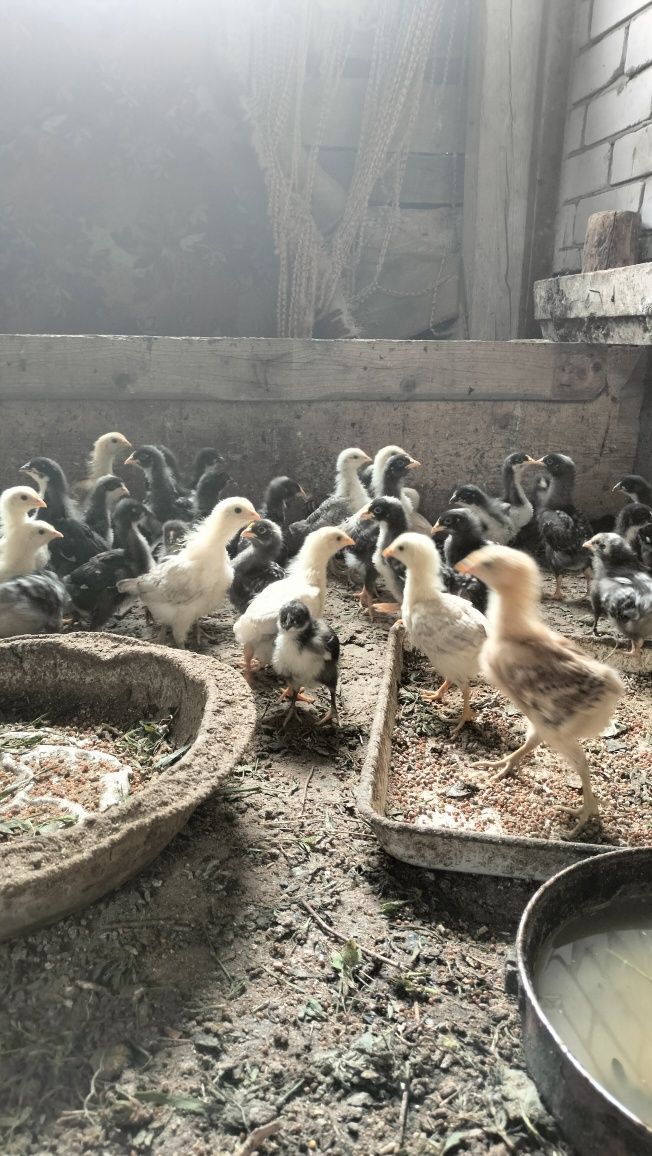 Продам Адлер Доминант цепляты несушка