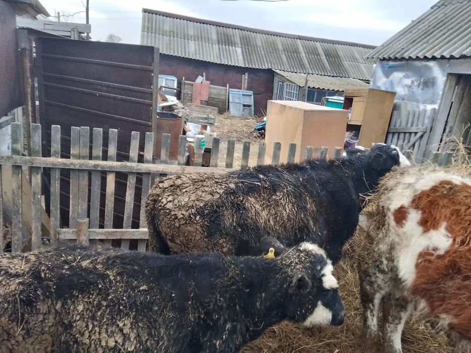 Продам бычка, 8 месяцев