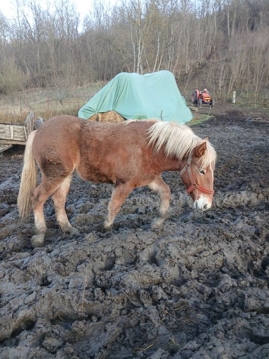Vând manza de 1 an și 8 luni cu actele la i am prins-o de câteva ori