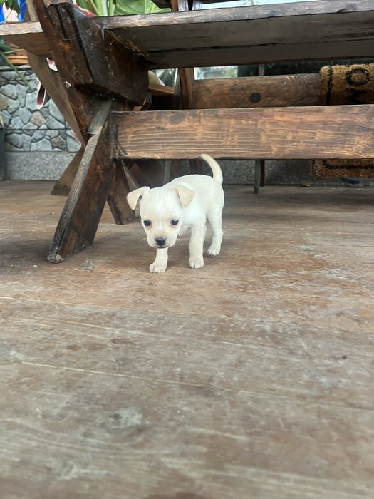 Бели пинчери на два месеца