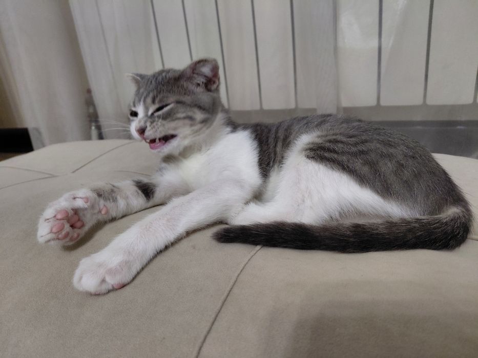 Отдам в хорошие руки