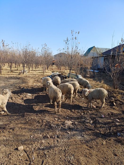 Овцы  меринос  иииииии