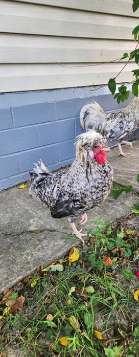 Cocoși moțată olandeză