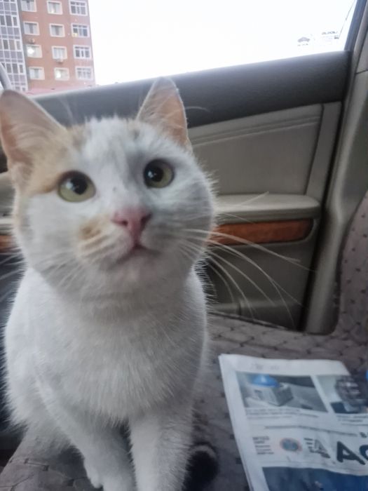 Отдам кошку бесплатно
