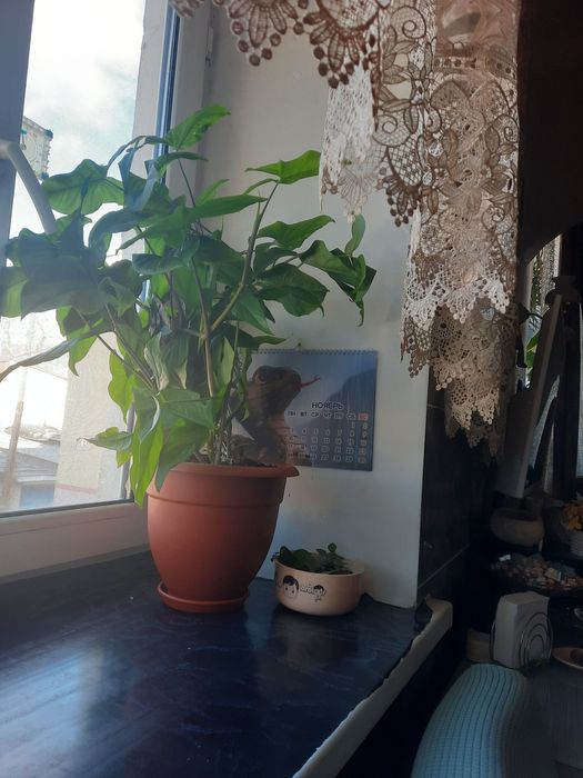 Сингониум большой можно рассадить