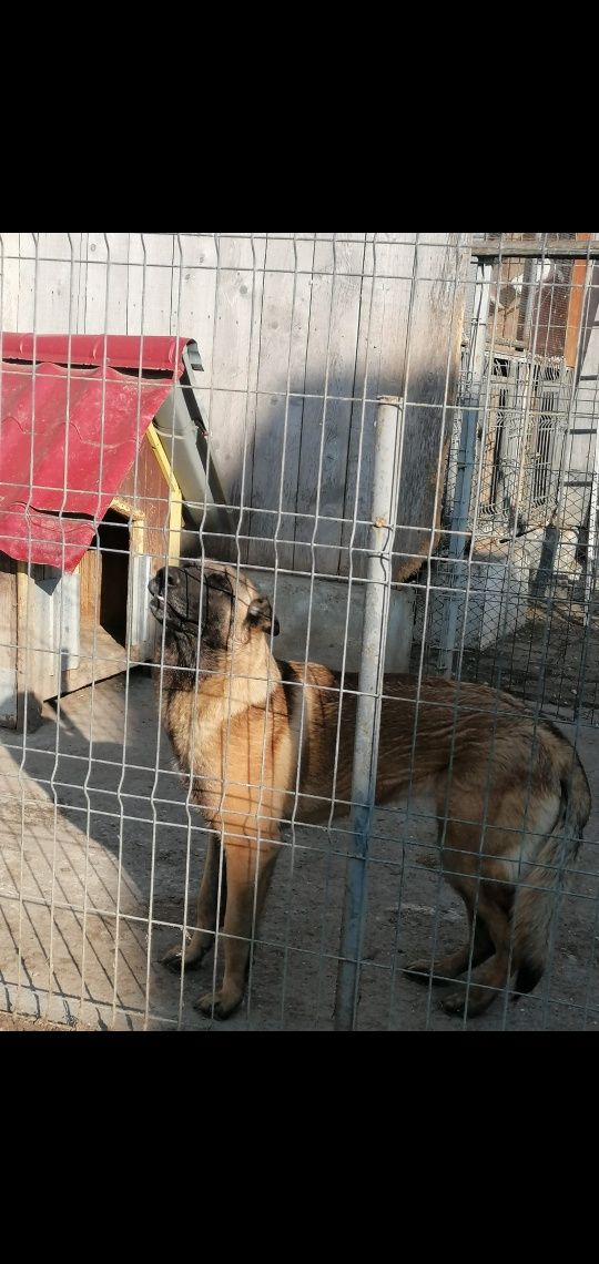 Vând Ciobănesc Belgian Malinois