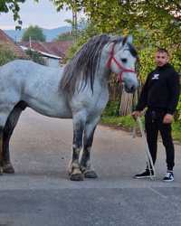 Armăsar metis friz