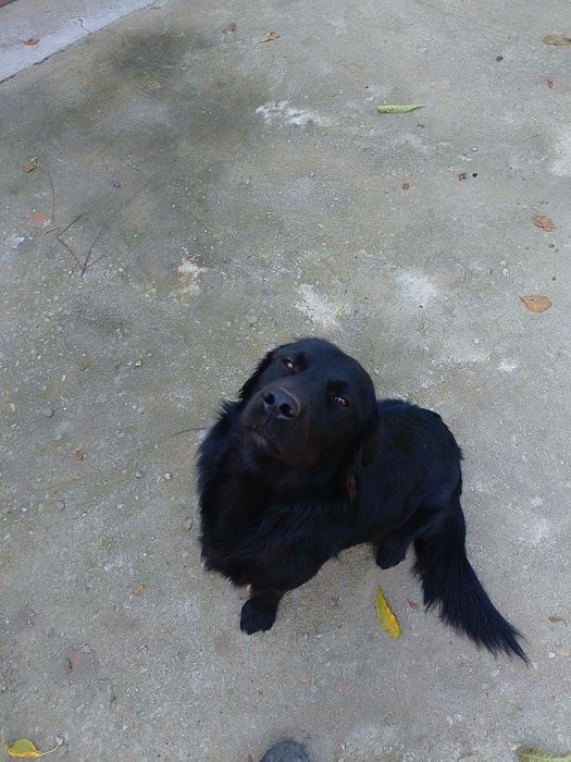 Golden Retriever negru gratuit
