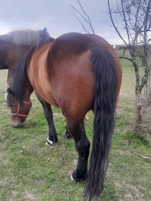 Vând iapă cu mânji