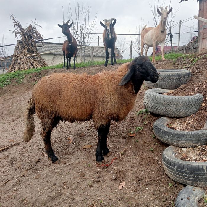Berbec carabas 9 luni si un țap de 8 luni