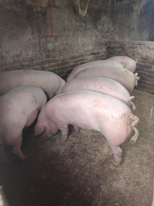 Продавам угоени прасета