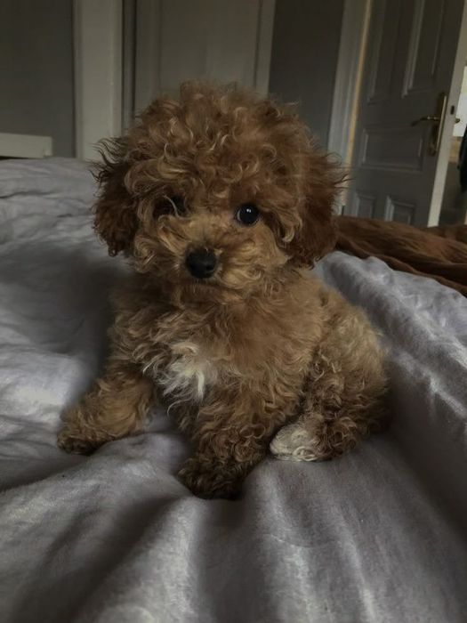 Maltipoo poodle apricot mini toy