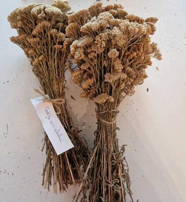 Plante si fructe medicinale