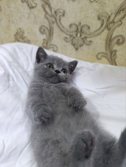 Эмили-скоттиш страйт!чистокровная!девочка!