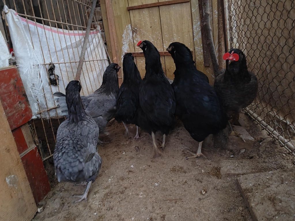 Oua pentru incubat araucana 5 ron