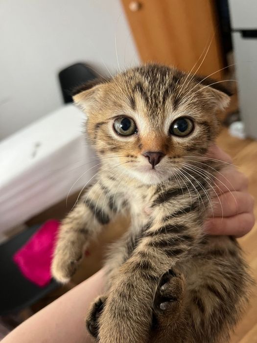 Вислоухие коятата