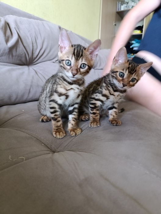 Продам бенгальских котят