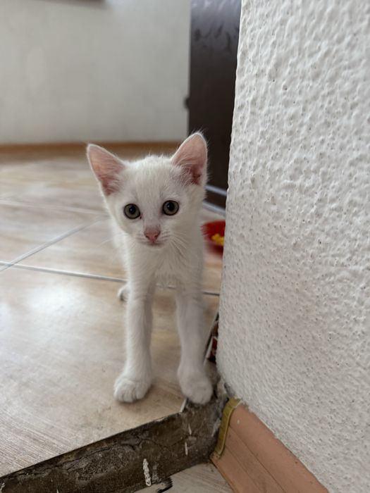 Отдам кошечек в надёжные руки