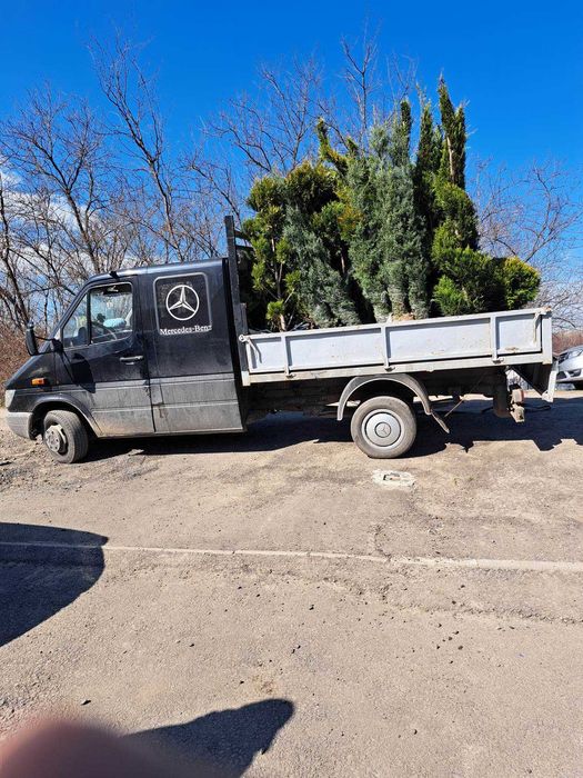 Plante Decorative Tuia