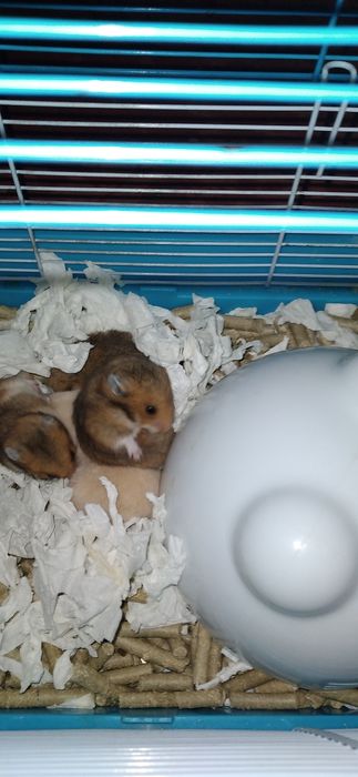 Шустрые хомячки молодняк Смотрите 6фото Читайте описании