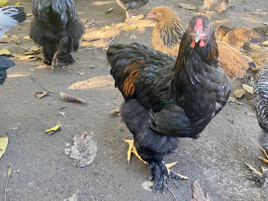 Vand cocosi Brahma si de curte metisati