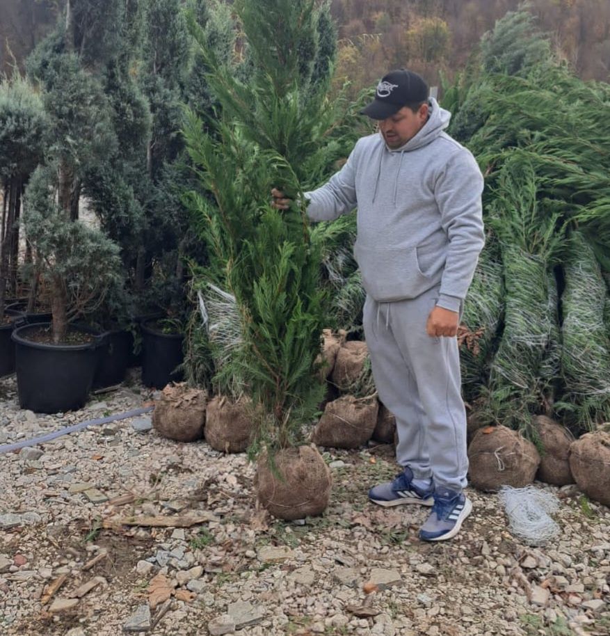 Vând plante ornamentale