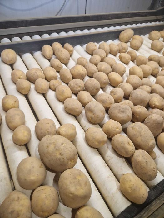 Cartofi de consum  - producator