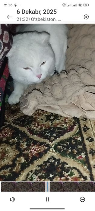 Hamma ini hojati oqatlarigachan bor