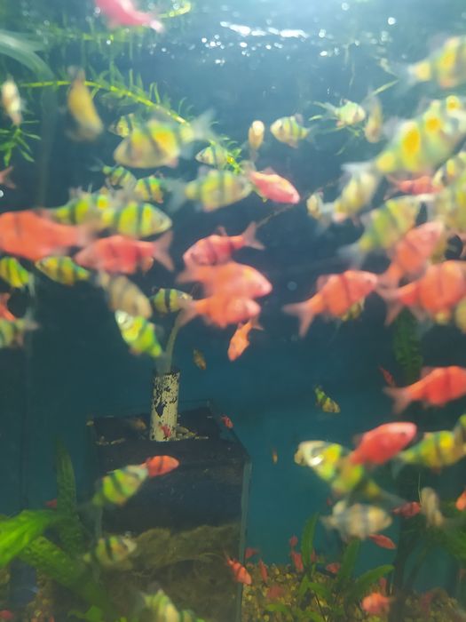 Барбус суматранский