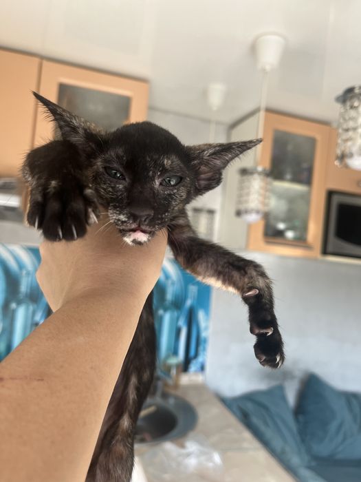 Продам ориентального котенка